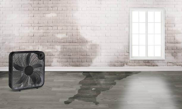 Best Basement water damage restoration  in Sun City West, AZ