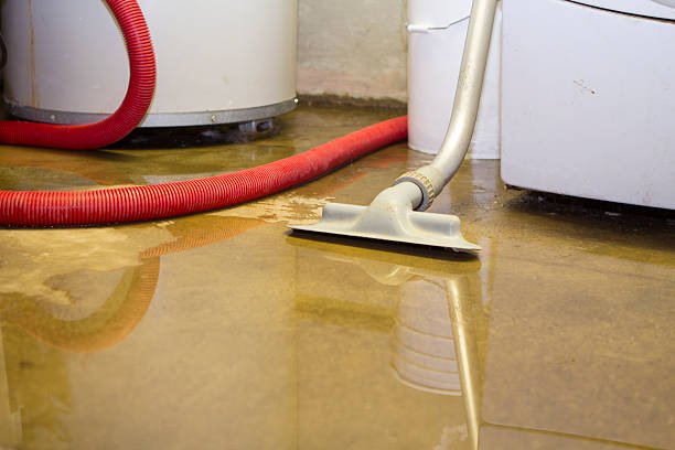 Best Mold removal after water damage  in Sun City West, AZ